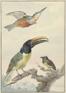 Trois oiseaux : un martin-pêcheur, un toucan de Wied et un organiste - Aert Schouman