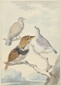 Trois oiseaux, deux colombes Incas et un coucou à collier - Aert Schouman