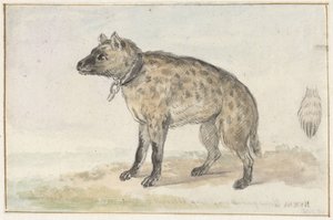 Hyène tachetée