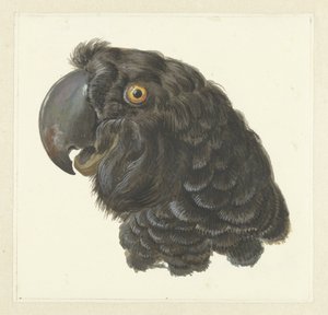 Tête de cacatoès - Aert Schouman