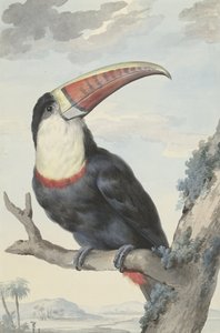 Toucan à bec rouge, 1748