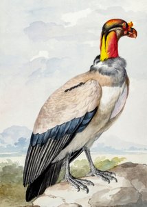 Oedicnème criard - Aert Schouman