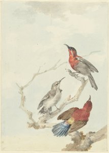 Trois Souimangas cramoisis