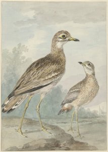 Deux outardes - Aert Schouman
