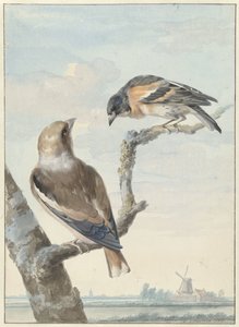 Deux oiseaux : un gros-bec casse-noyaux et un pinson du Nord