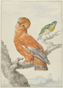 Deux oiseaux exotiques