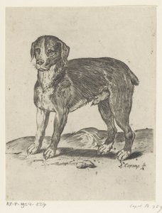 Chien debout - Agostino Carracci