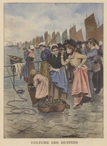 Récolte des huîtres à Cancale, Bretagne - Albert Besnou