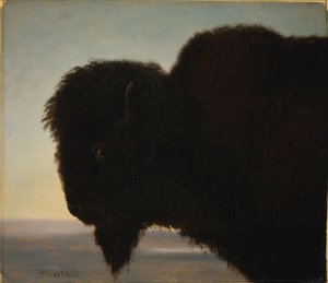 Tête de buffle