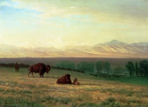 Buffles sur les plaines, c.1890 - Albert Bierstadt