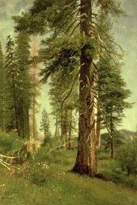 Séquoias de Californie - Albert Bierstadt