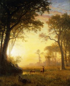 Lumière dans la Forêt