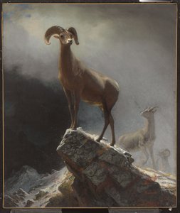 Mouton des montagnes Rocheuses ou Grand Cornu, Ovis, Montana, c.1884