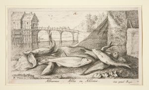 Alburnus. Ables ou Ablettes - Albert Flamen