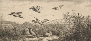 Alcedo, Martin-pêcheur Le Martin-pêcheur: Livre d