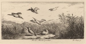 Alcedo, le martin-pêcheur