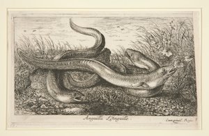 Anguilla. L - Albert Flamen