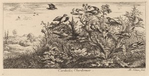 Carduelis, le chardonneret - Albert Flamen