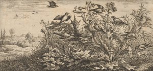 Carduelis, Chardonnet Le Chardonneret: Livre d