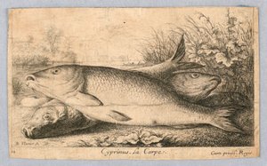 Carpe
