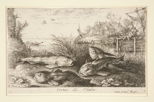 Cortus, Le Chabot