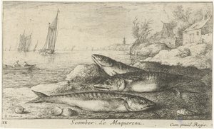 Trois maquereaux sur la plage (Scomber. Le Maquereau.) (Vissen en andere zeedieren - zoutwater eerste reeks, Diverses Especes de Poissons de mer) - Albert Flamen