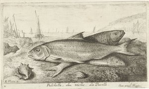 Trois poissons sur la plage