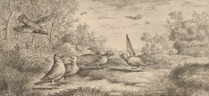 Garrulus, Gey Le Geai : Livre d