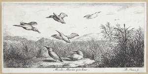 Le martin-pêcheur (Alcedo) - Albert Flamen