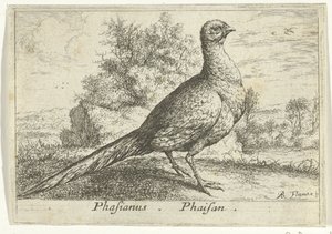 Paysage avec faisan