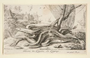 Muraena siue Lampetra. La Lamproie - Albert Flamen