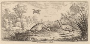Ortygometra, le râle - Albert Flamen