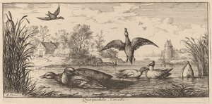 Querpedula, la sarcelle - Albert Flamen