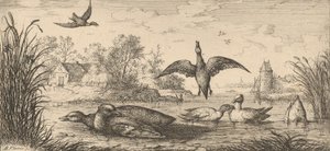 Querquedula, Cercelle Le Sarcelle: Livre d