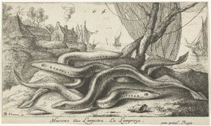 Lamproies de rivière sur une rive - Albert Flamen