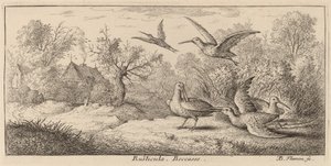 Rusticula, la bécasse - Albert Flamen