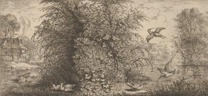 Rusticula minor, Bécassine Le Bécasseau : Livre d
