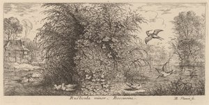 Rusticula minor, la bécassine - Albert Flamen