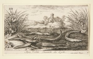 Le vairon, de la deuxième partie de la série Poissons d