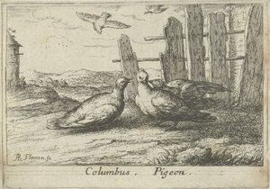 Deux pigeons près d