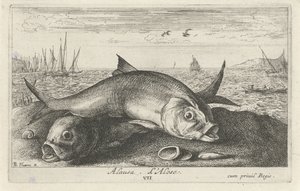 Deux aloses sur la plage - Albert Flamen