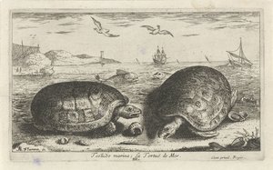 Deux tortues sur la plage (Testudo marina; La Tortuë de Mer) (Vissen en andere zeedieren - zoutwater tweede reeks, Poissons de mer) - Albert Flamen