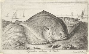 Deux turbots sur la plage (Rhombus acleatus. Le Turbot.) (Vissen en andere zeedieren - zoutwater derde reeks, Poissons de mer)