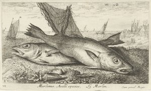 Deux merlans sur la plage (Merlanus. Aselli species, Le merlan) - Albert Flamen