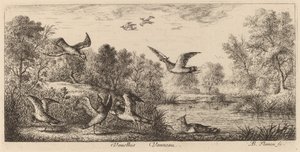 Vanellus, Le Vanneau - Albert Flamen