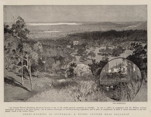 Élevage de moutons en Australie, une station modèle près de Ballarat