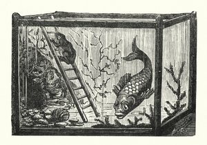 Poisson et grenouille dans un aquarium (gravure) - Albert Robida