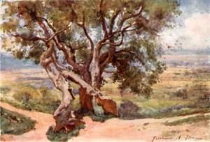 Campagna Romana, de Tivoli - Alberto Pisa