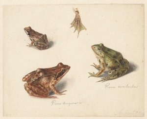 Feuille avec étude d