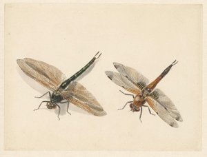 Étude de deux libellules - Albertus Steenbergen